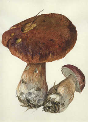 Шипиленко Александр Кузьмич. Три рисунка «Грибы»: